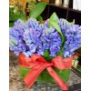 Tjflowers 0147
