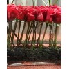Tjflowers 0150
