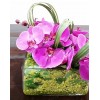 Tjflowers 0166