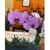 Tjflowers 0187