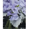 TJFlowers 0002
