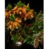 TJFlowers 0006