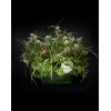 TJFlowers 0010
