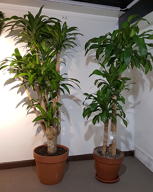 Tjflowers 0310