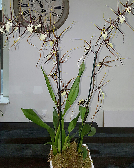 Tjflowers 0294