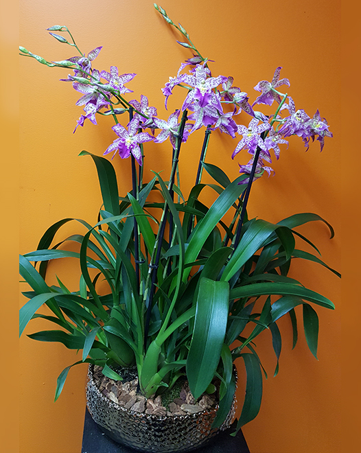 Tjflowers 0290