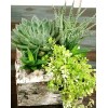 Tjflowers 0286