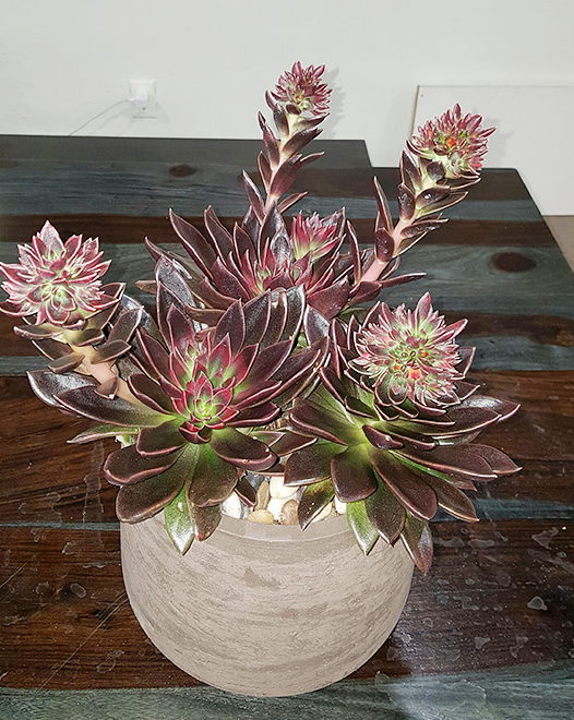 Tjflowers 0289