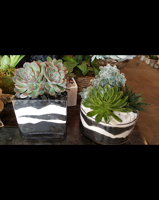 Tjflowers 0278