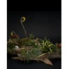 TJFlowers 0077