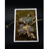TJFlowers 0078