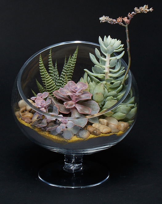 TJFlowers 0082