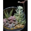 TJFlowers 0082