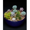 TJFlowers 0083