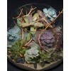 TJFlowers 0084