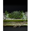 TJFlowers 0085