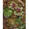 TJFlowers 0086