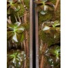 TJFlowers 0087