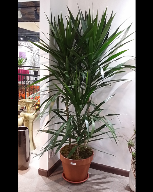 Tjflowers 0284