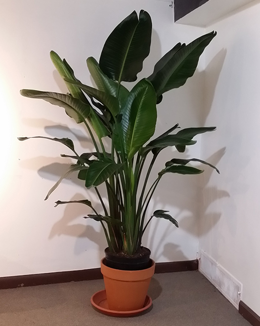 Tjflowers 0285