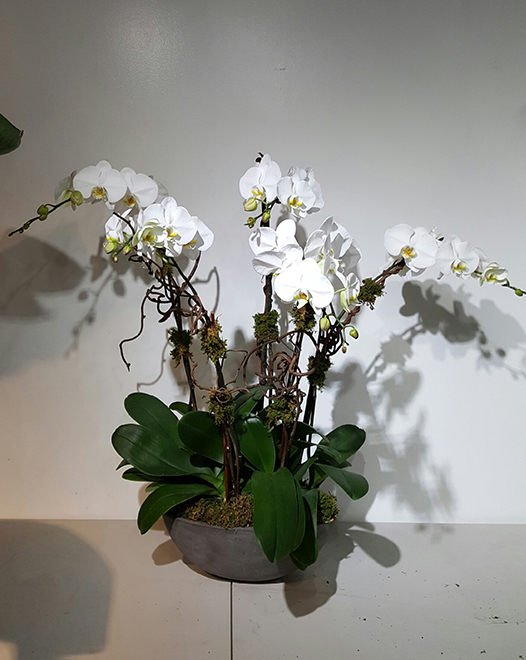 Tjflowers 0292