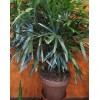 Tjflowers 0276