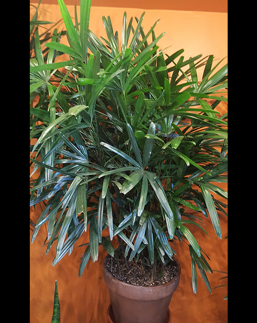 Tjflowers 0276