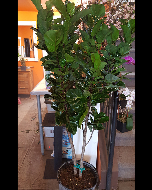 Tjflowers 0274