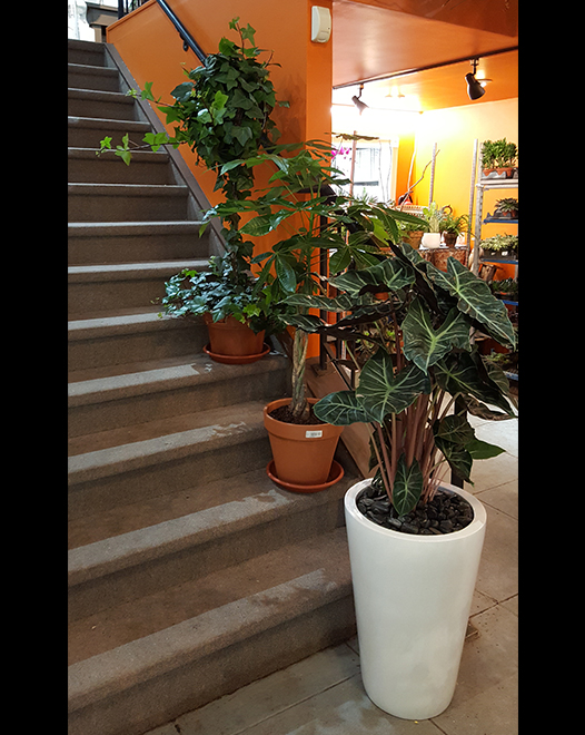 Tjflowers 0271