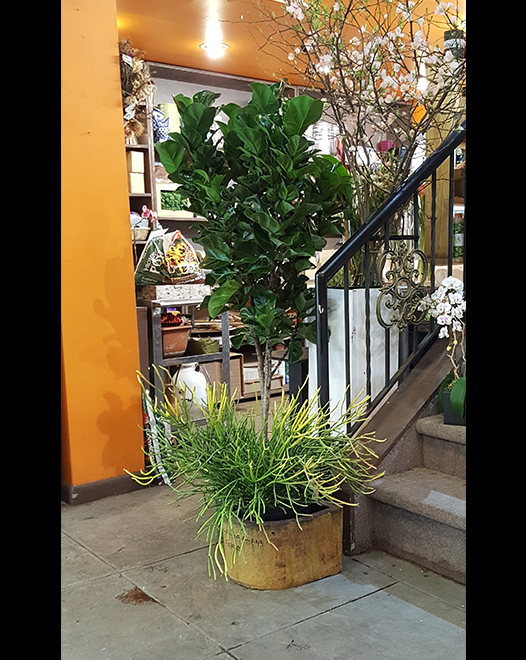 Tjflowers 0272