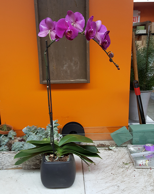 Tjflowers 0265