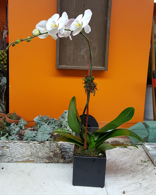 Tjflowers 0264