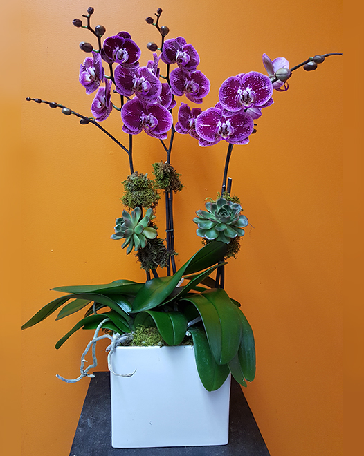 Tjflowers 0254