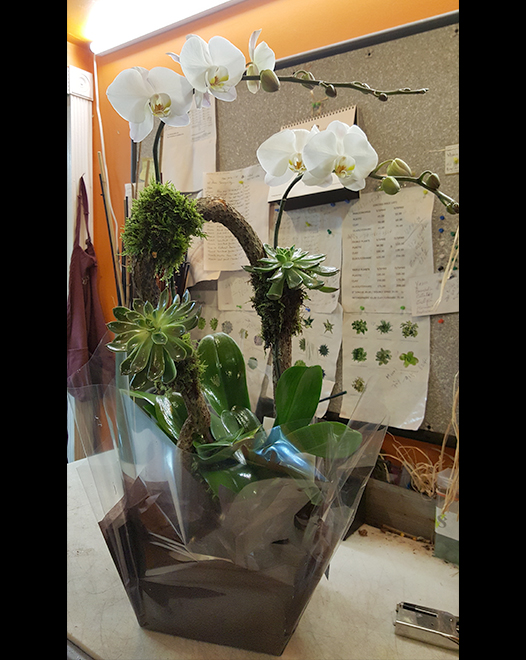 Tjflowers 0266