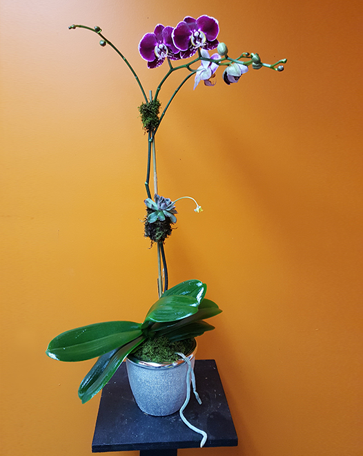Tjflowers 0255