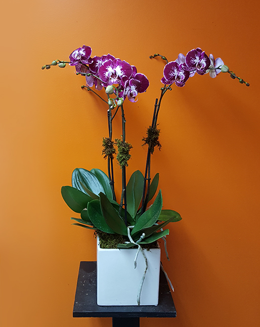 Tjflowers 0257
