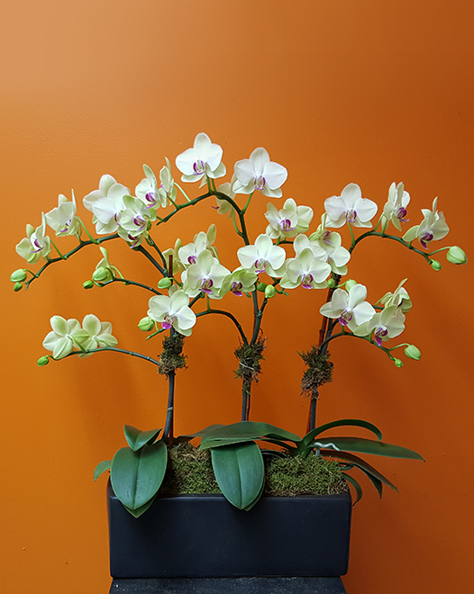 Tjflowers 0256