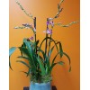 Tjflowers 0262