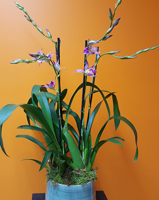Tjflowers 0262