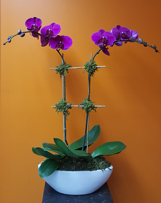Tjflowers 0261