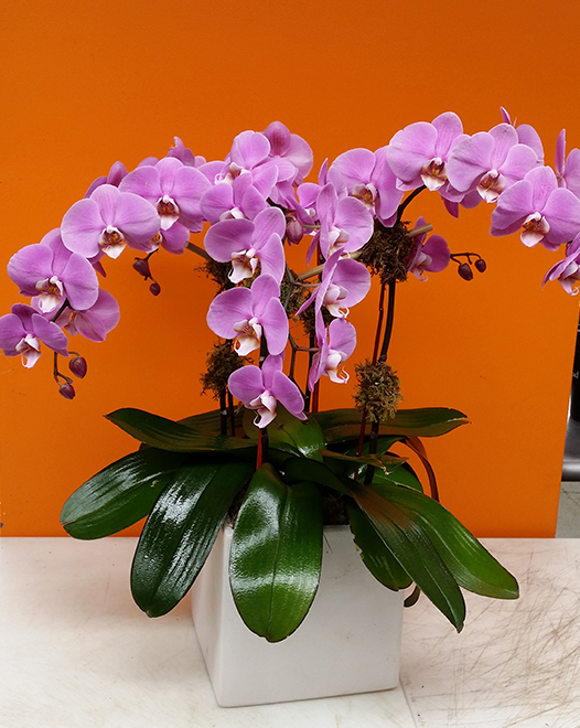 Tjflowers 0253