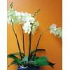 Tjflowers 0263