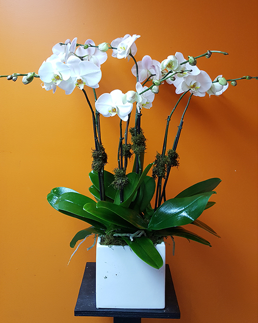 Tjflowers 0258