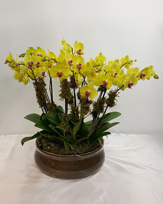 Tjflowers 0249