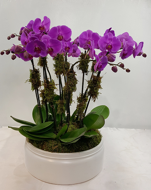 Tjflowers 0248