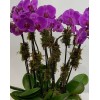 Tjflowers 0248