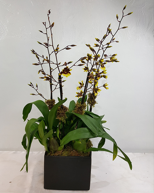 Tjflowers 0269