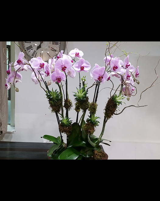 Tjflowers 0250