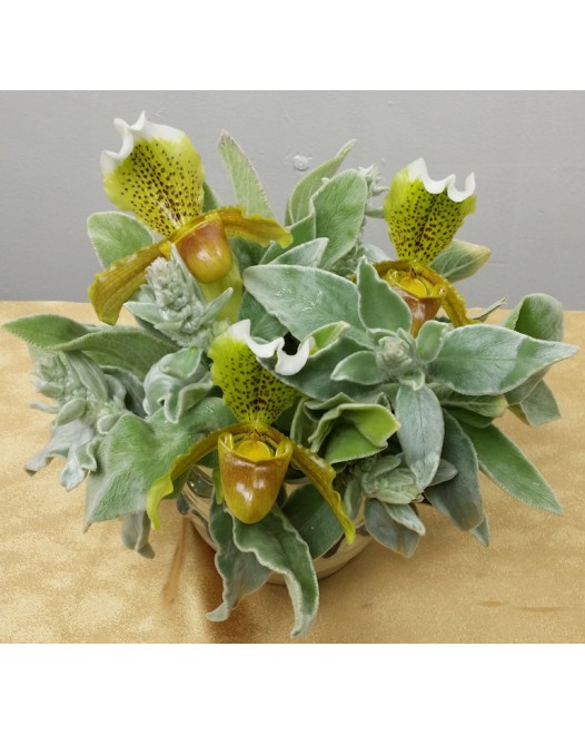 Tjflowers 0312