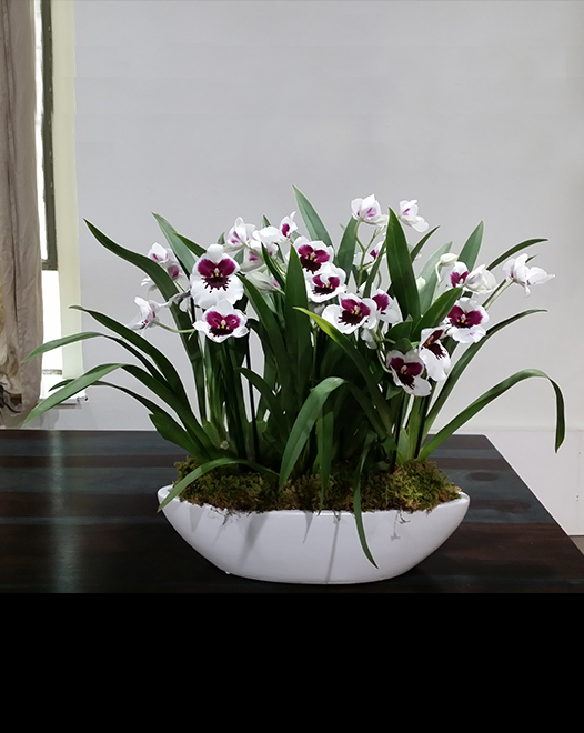 Tjflowers 0252